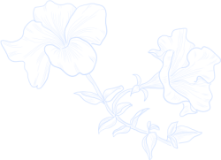 hoa, flowers
