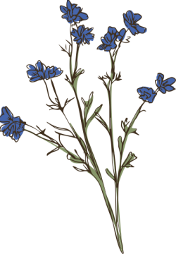 hoa, flowers 4