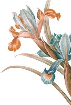 Hoa lá, flower, leaf, màu nước, watercolor, thiên nhiên, hoa cỏ