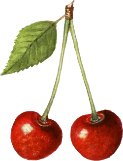 Cherry, watercolor, màu nước, anh đào