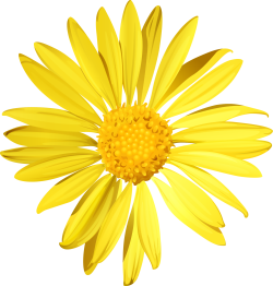 daisy, hoa cúc, flower, hoa