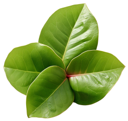 măng cụt, mangosteen, lá, leaf