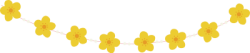 Tết, lunar new year, hoa mai