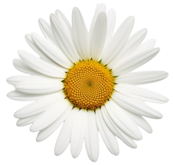 daisy, hoa cúc, flower, hoa