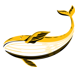 cá heo,dolphin