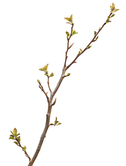 cây, tree, cành cây, bough