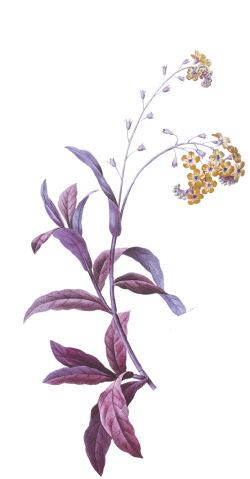 Hoa lá, flower, leaf, màu nước, watercolor, thiên nhiên, hoa cỏ