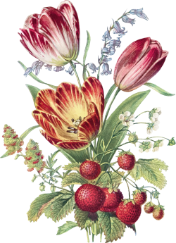 hoa, flower, hoa lá