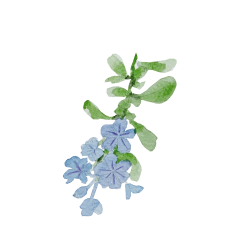 Hoa lá, flower, leaf, màu nước, watercolor, thiên nhiên, hoa cỏ