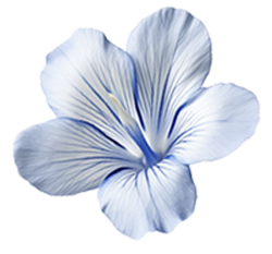 hoa, lá, flower, leaf