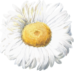 daisy, hoa cúc, flower, hoa