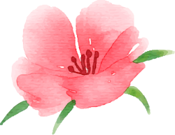 Hoa, flower, màu nước, watercolor