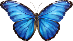 butterfly, bướm 1