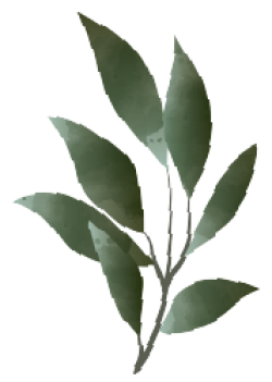 Hoa lá, flower, leaf, màu nước, watercolor, thiên nhiên, hoa cỏ