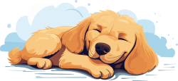 chó, dog, cún