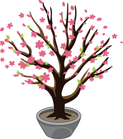 Hoa đào, chậu cây, peach blossom, flower