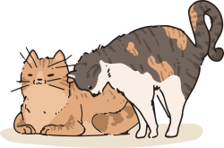 cat, mèo