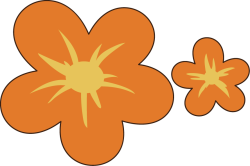 flowers, hoa mai, hoa