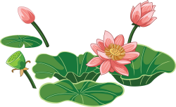 Sen, lotus, hoa sen, lá sen