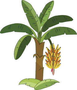 Cây chuối, chuối, banana