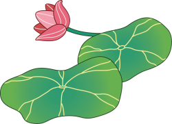 sen, lotus