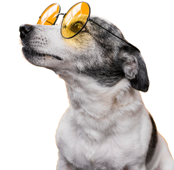 chó, dog, cún, puppy