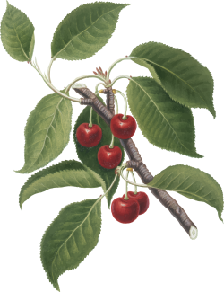 cherry, anh đào