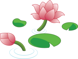 Trung thu, Mid-Autumn Festival,hao sen, lotus