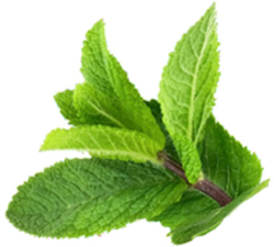 lá, leaf, rau mùi