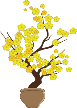 Tết,dân tộc, flowers, hoa mai