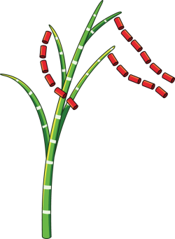 Tết,dân tộc, cây nêu