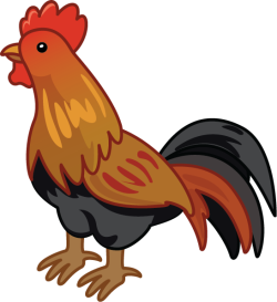 Con gà, gà, chicken, gà trống