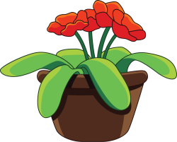 hoa, flowers