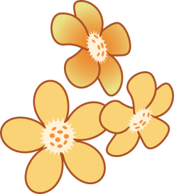 Hoa mai, flower, hoa, Tết