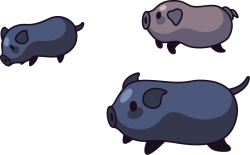 Tết, heo, pig
