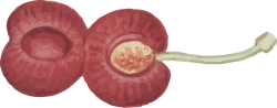 cherry, anh đào
