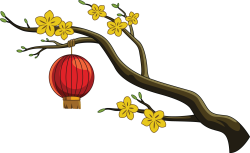 Hoa mai, nhành mai, cành mai, mai, Tết, lồng đèn