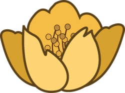 Hoa mai, mai, hoa, flower