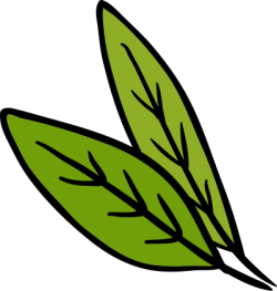 Lá, lá cây, leaf
