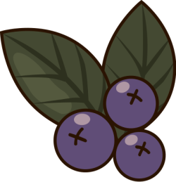 trái cây, blueberry, việt quất