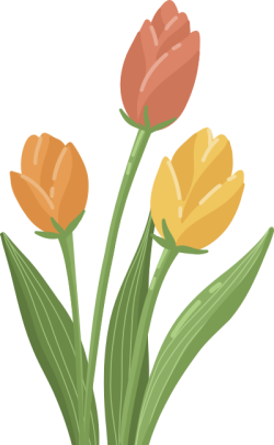 Hoa tulip, tulip, hoa, flower