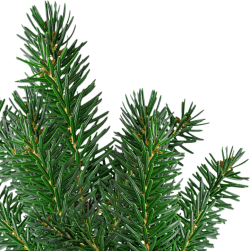 Giáng sinh, noel, xmas, christmas, lá thông, pine needles