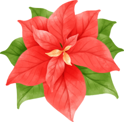 Giáng sinh, noel, xmas, christmas, hoa trạng nguyên, hoa, flower