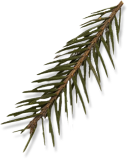 Giáng sinh, noel, xmas, christmas, lá thông, pine needles