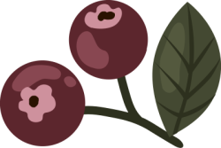 trái cây, blueberry, việt quất