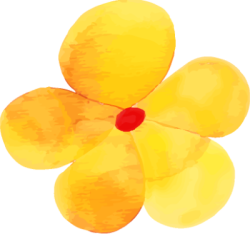 Hoa mai, hoa, flower, tết, xuân