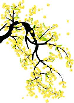 Tết, xuân, hoa, flower, hoa mai, yellow apricot flowers
