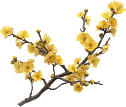 hoa, flower, Tết,hoa mai, apricot blossom