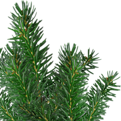 Giáng sinh, noel, xmas, christmas, lá thông, pine needles