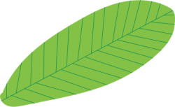 Lá, lá chuối, lá cây, leaf